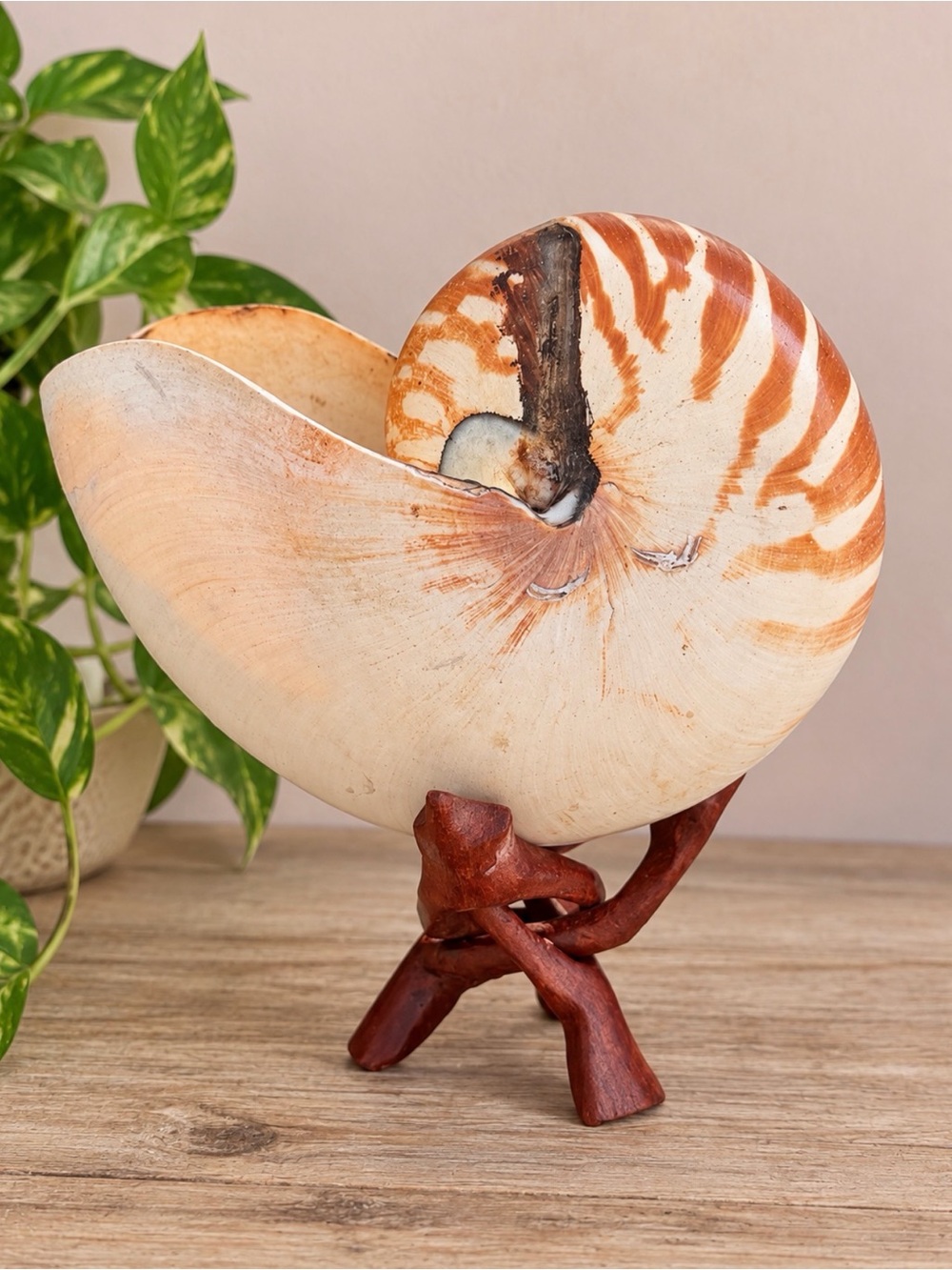 Nautilus Shell | Must Have to Every Collector | Coastal Decor | SeaShell